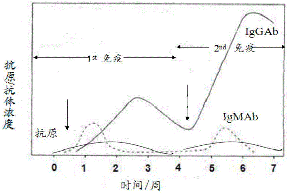 Colloidal gold immunochromatography test strip for simultaneously detecting viral antigens and antibodies