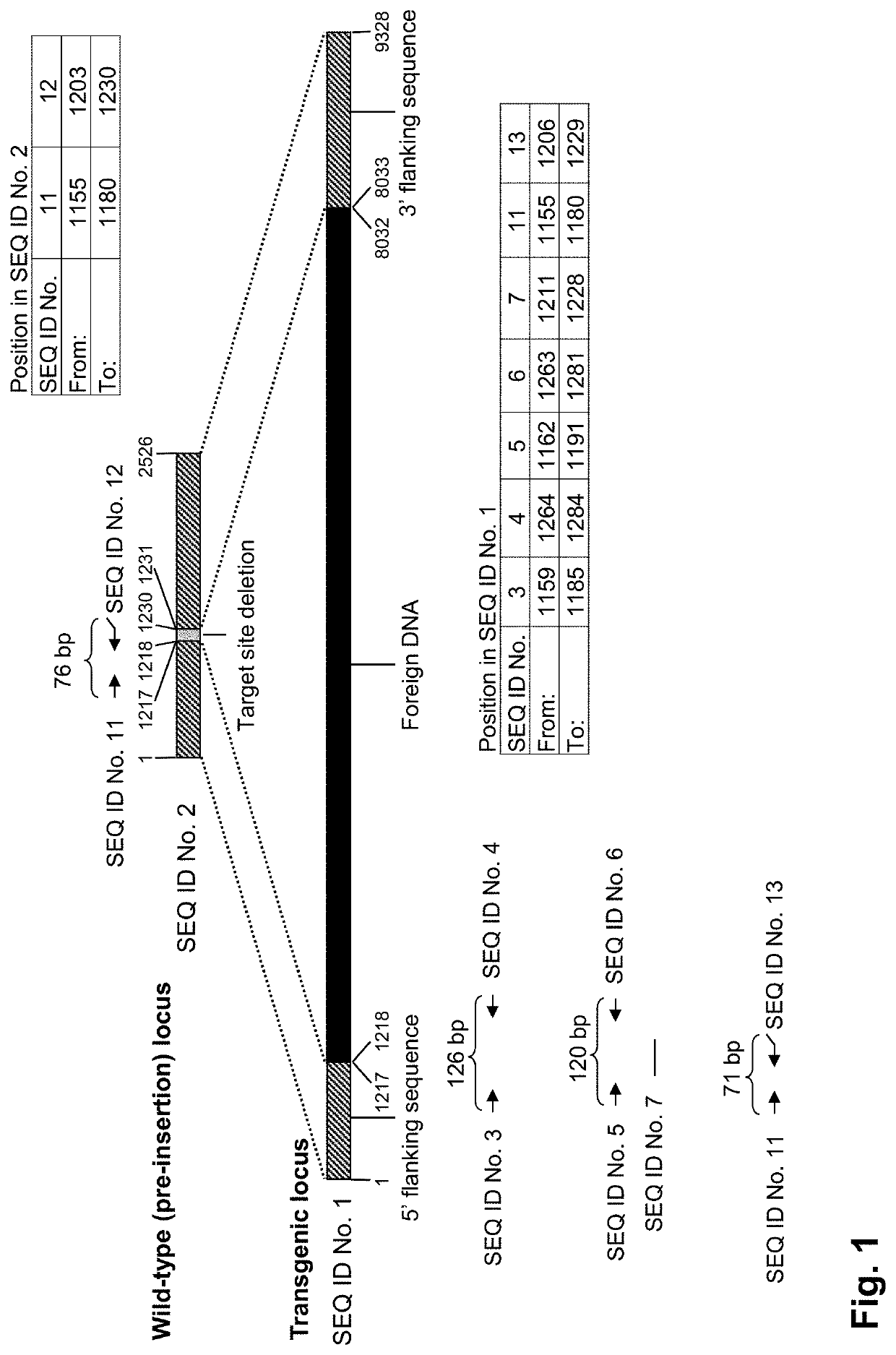 Elite event EE-GH7 and methods and kits for identifying such event in biological samples