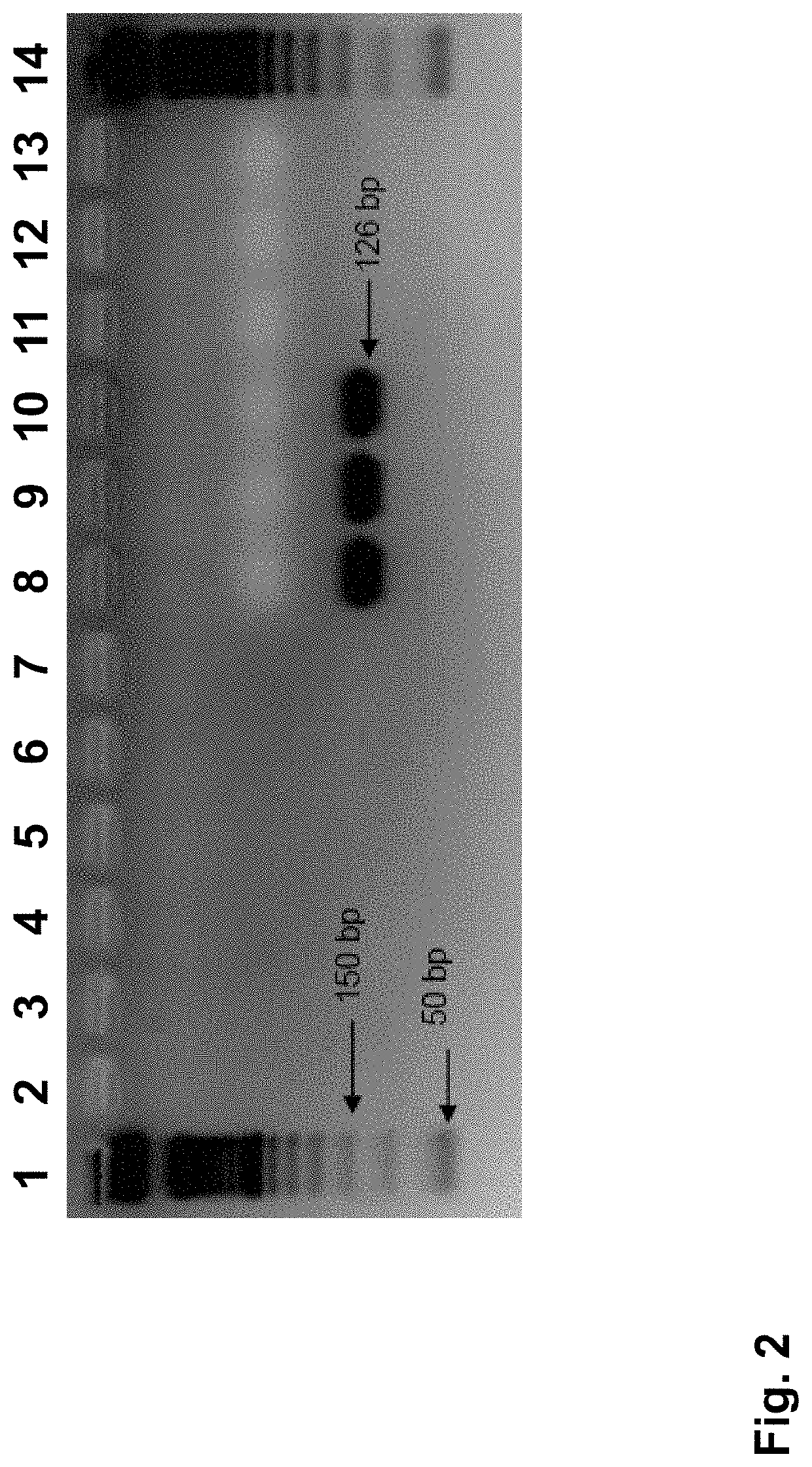 Elite event EE-GH7 and methods and kits for identifying such event in biological samples