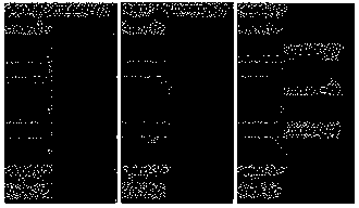 Xml-based fuzzy test language protocol test script and test engine