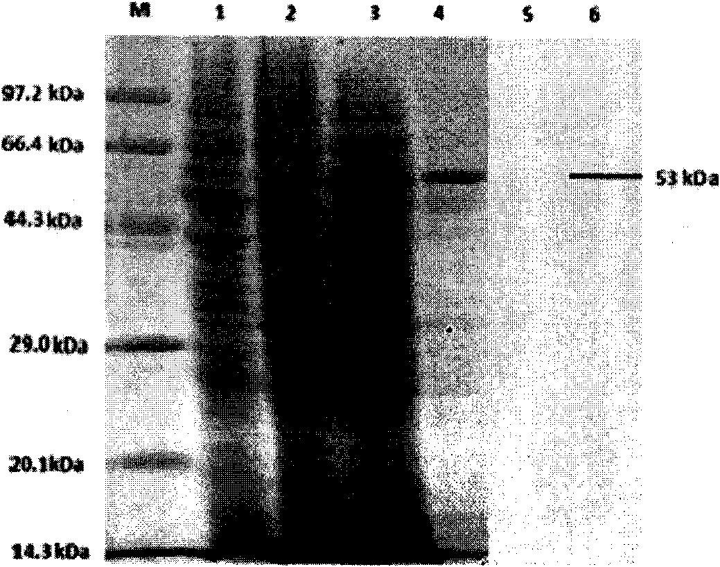 Virus-like particle recombinant protein of virus variation strain VP2 gene of infectious bursal disease