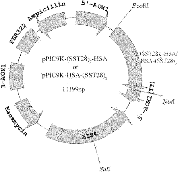 Fusion protein of human somatostatin 28 peptide and human serum albumin, encoding gene of fusion protein and preparation method for fusion protein