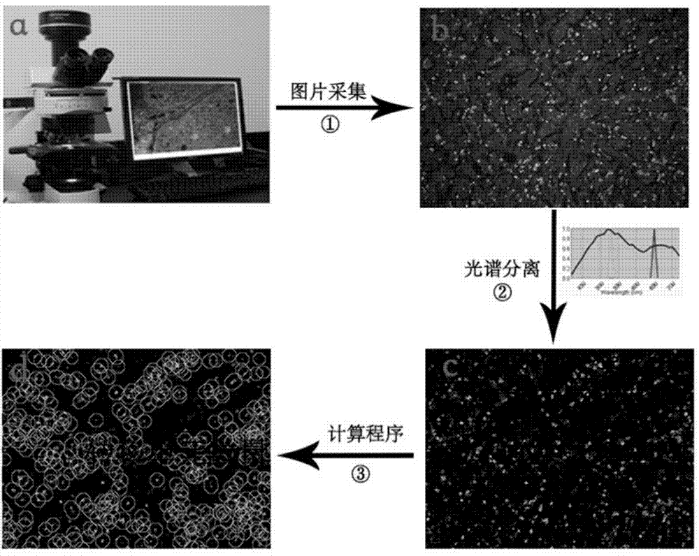 Tumor metastasis unit counting method based on quantum dot spectrum analysis and image parsing