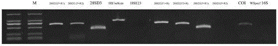 Molecular identification method for two kinds of leafhopper egg parasitic wasps in tea garden