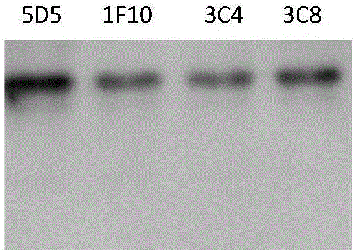 Salmons IHNV monoclonal antibody and detection kit