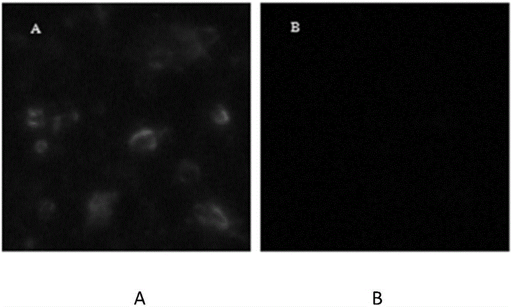 Salmons IHNV monoclonal antibody and detection kit