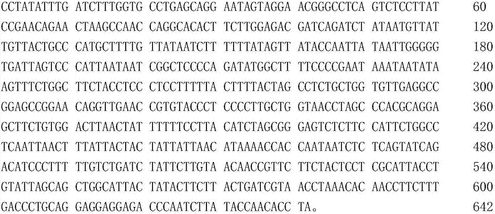 Molecular marker primer for identifying Zhoushan sea area platyrhina sp and marking method