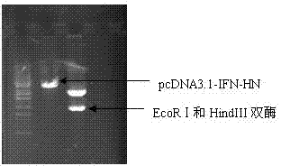 Newcastle disease diad vaccine and preparation method thereof