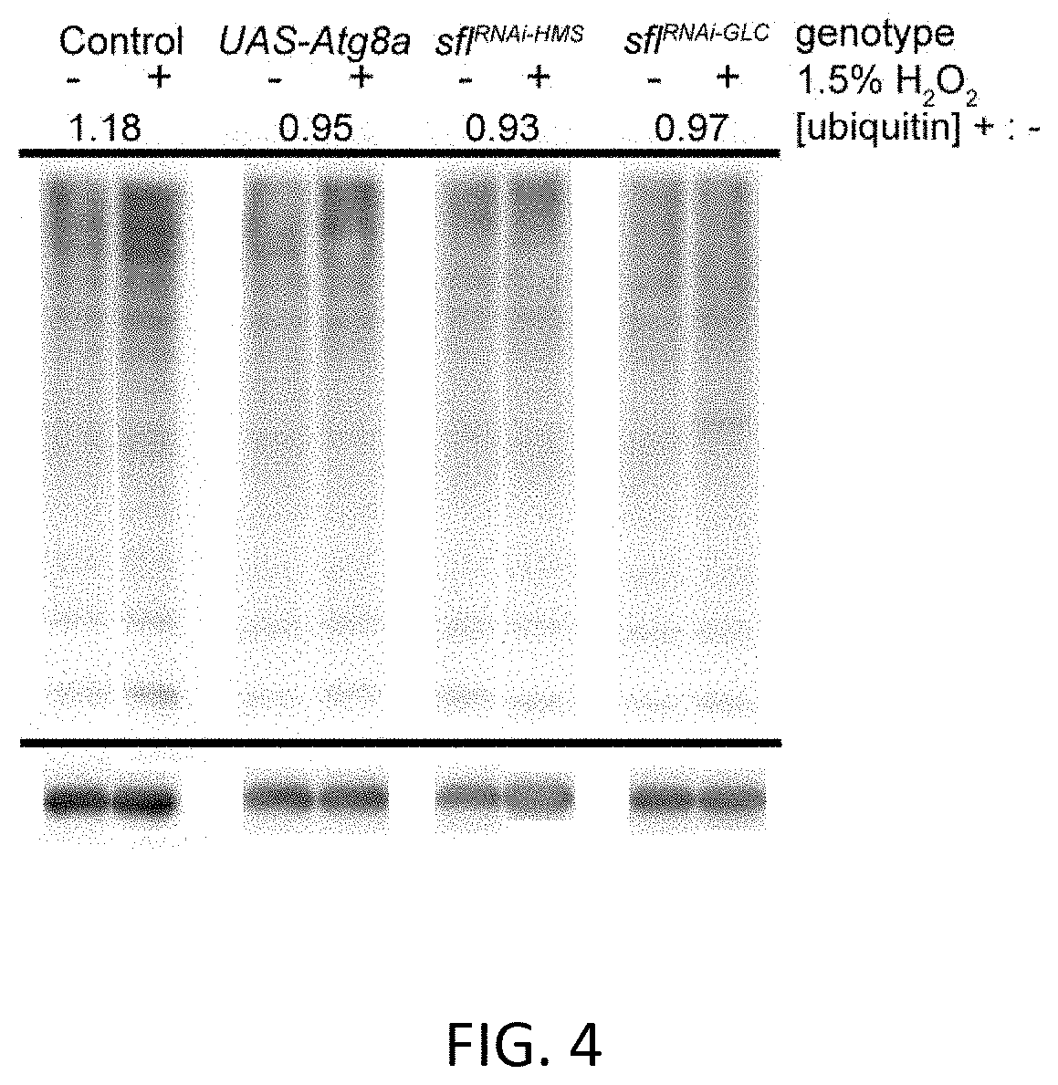 Methods of treating neurodegenerative disease by inhibiting n-deacetylase n-sulfotransferase