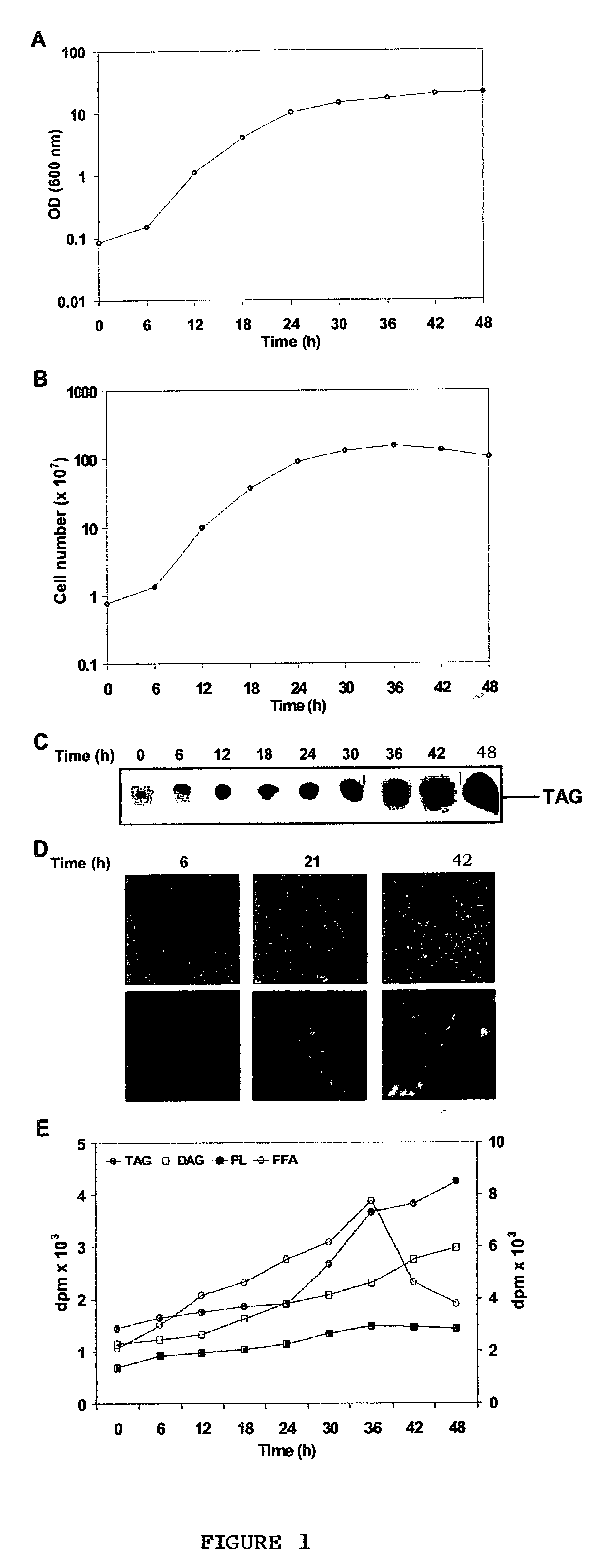 Novel triacylgl ycerol biosynthesis in the cytosol of eukaryotes