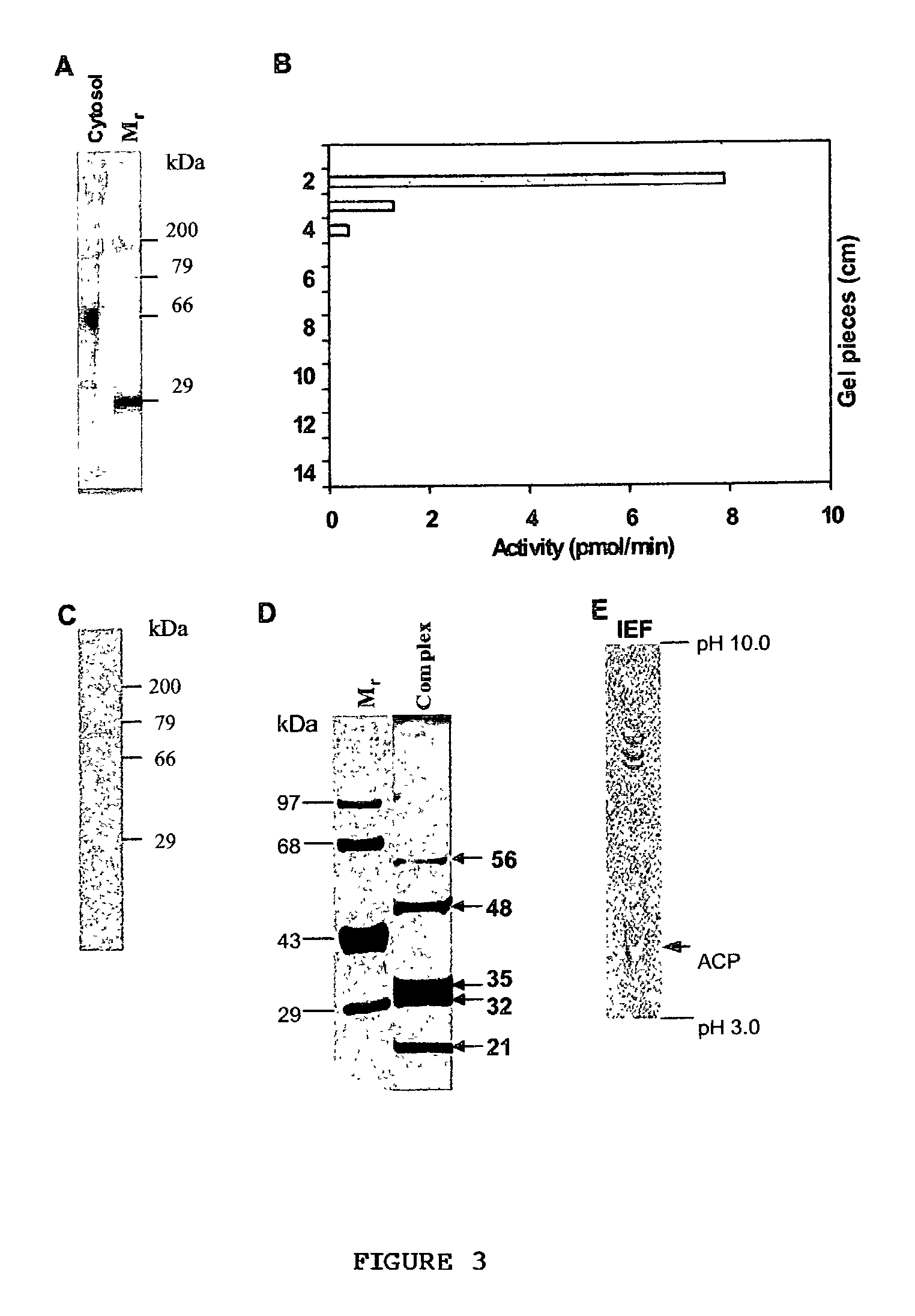 Novel triacylgl ycerol biosynthesis in the cytosol of eukaryotes