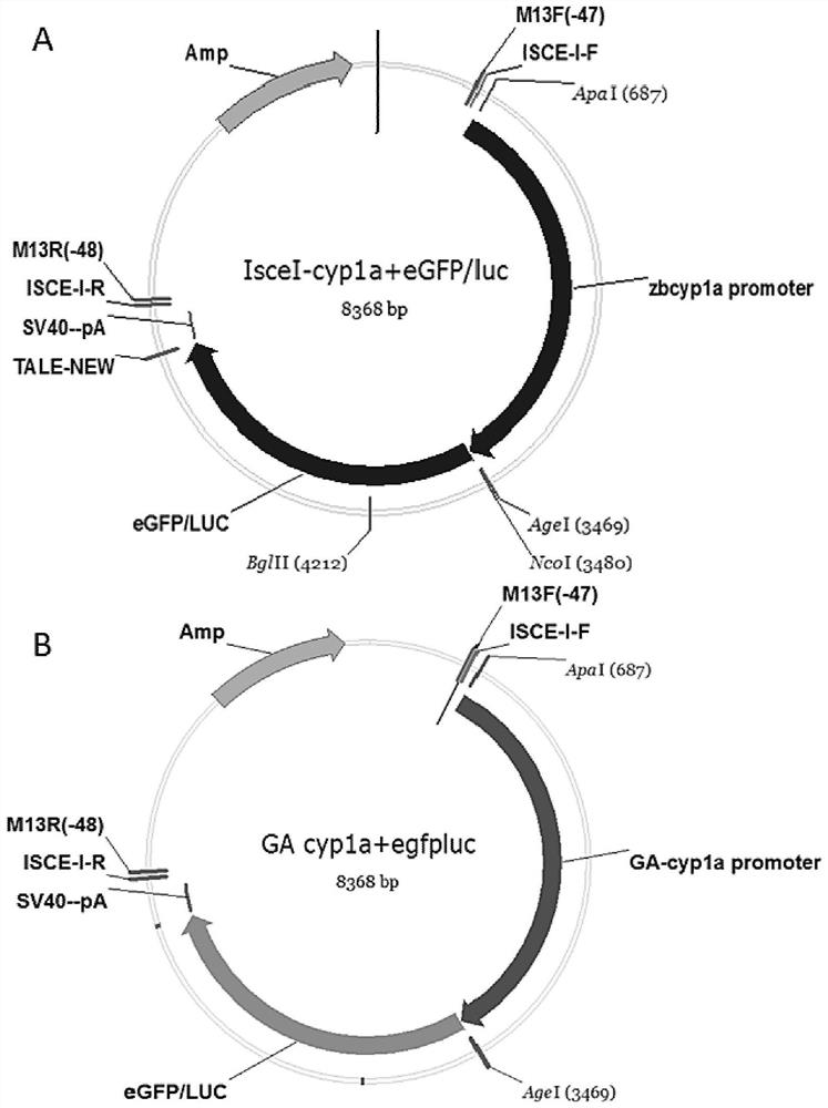 Cultivation method of transgenic zebrafish for detecting organic pollutants in water body