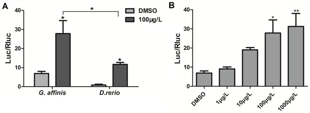 Cultivation method of transgenic zebrafish for detecting organic pollutants in water body