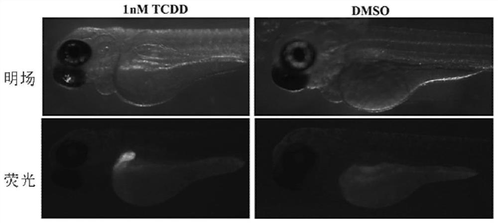 Cultivation method of transgenic zebrafish for detecting organic pollutants in water body