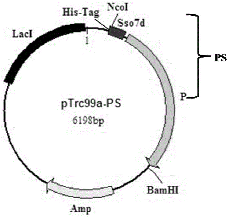 Sso7d-Sau recombinant DNA polymerase