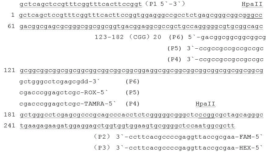 Kit for detecting related gene FMR1 of fragile X chromosome syndrome (FRAX) and application of kit