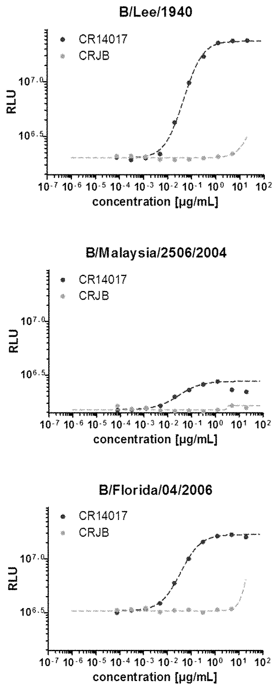 Human neutralizing antibodies binding to influenza B neuraminidase