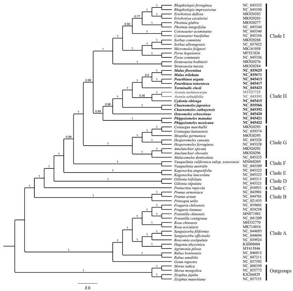 Aronia melanocarpa chloroplast genome and applications thereof