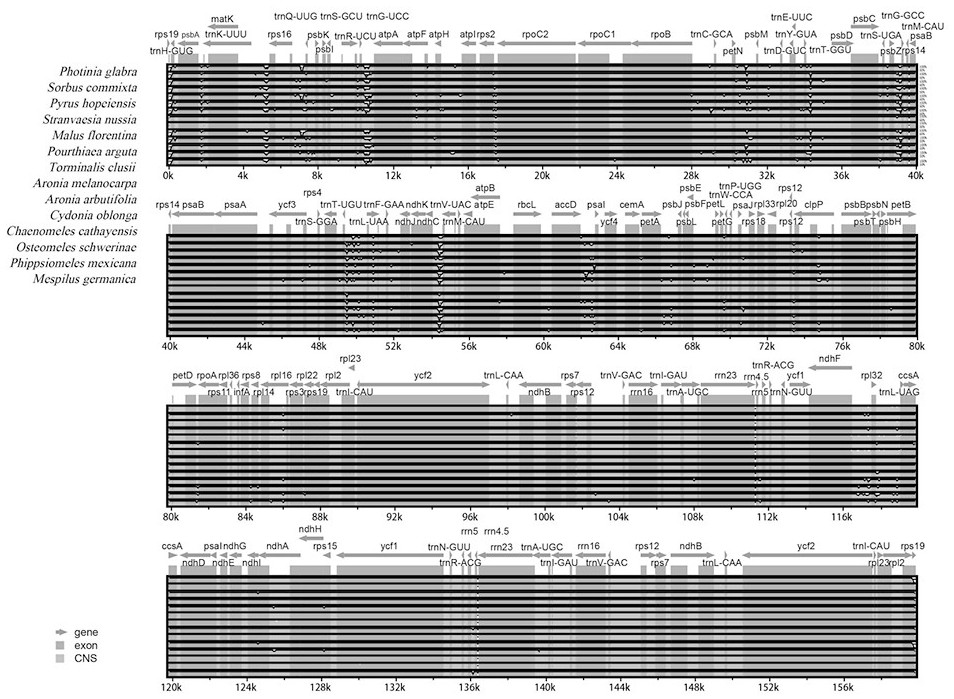 Aronia melanocarpa chloroplast genome and applications thereof