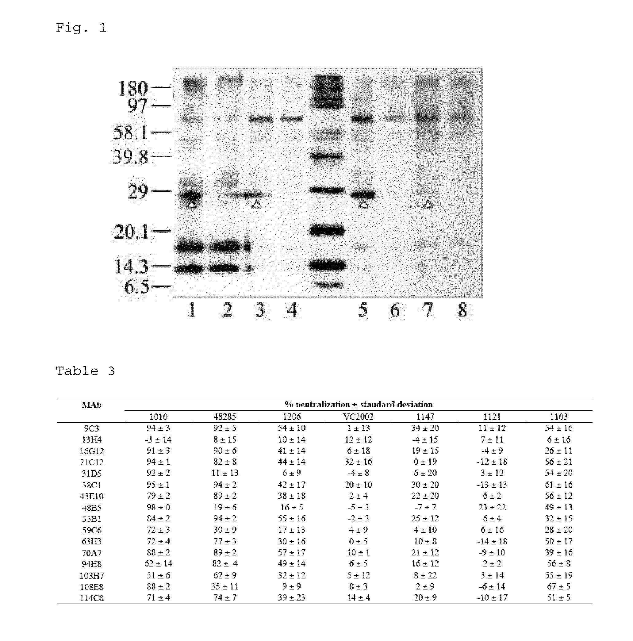 Methods and compositions in the treatment of porcine circoviral infection