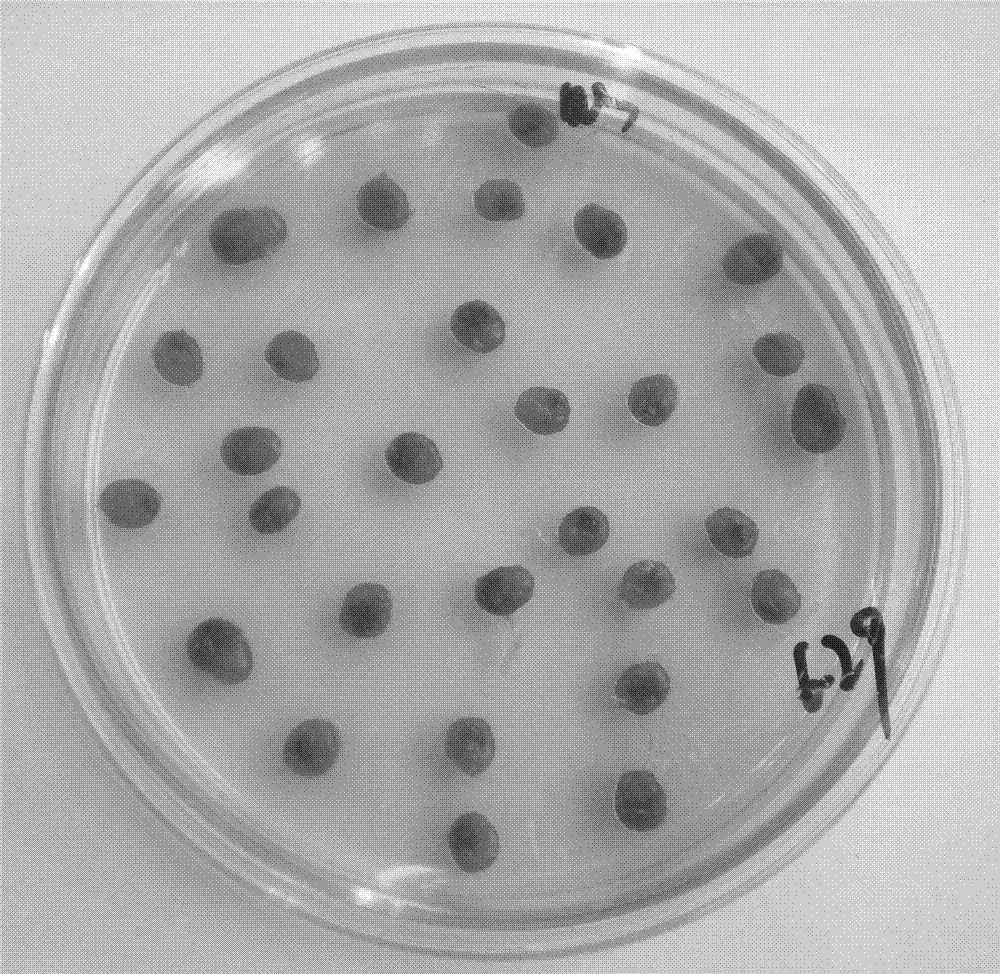 Tissue culture and rapid propagation process of Chinese Pistache