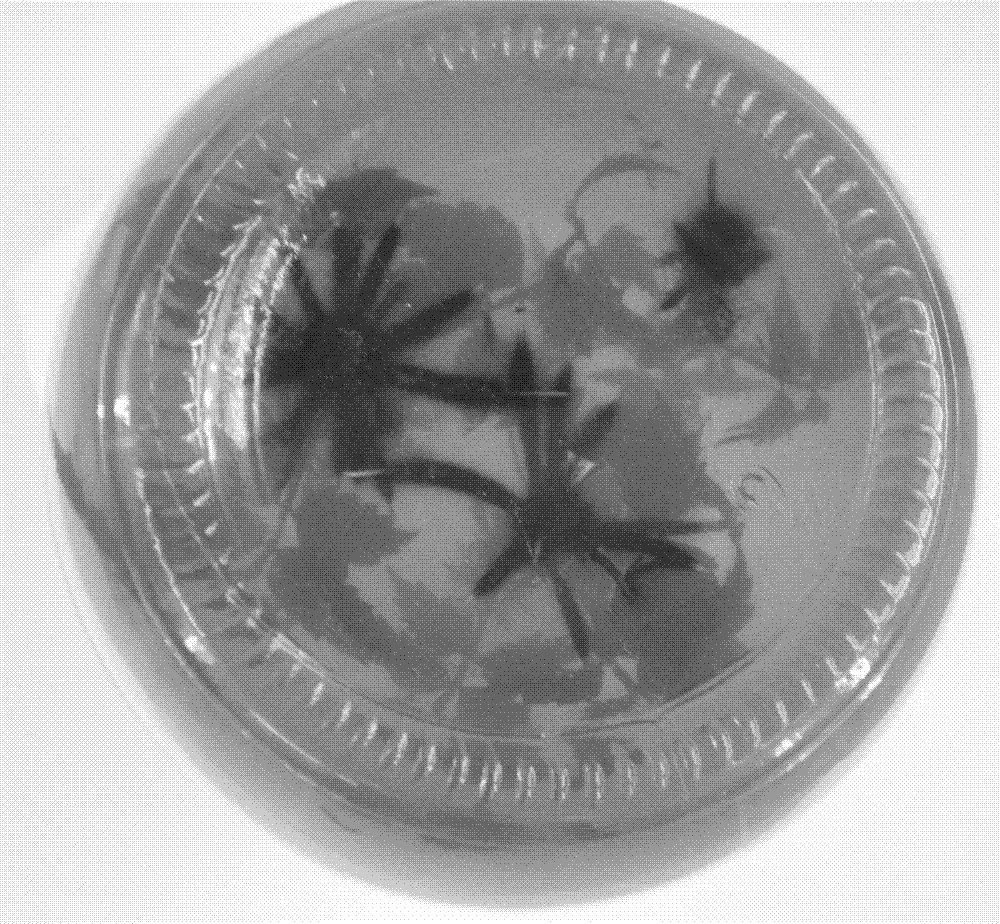 Tissue culture and rapid propagation process of Chinese Pistache