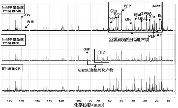 A novel bacillus cereus by1 and its application