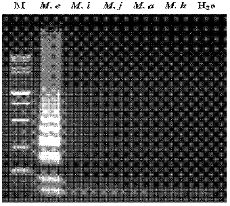 A kit for the detection of root-knot nematode Elephant ear based on loop-mediated isothermal amplification and its application