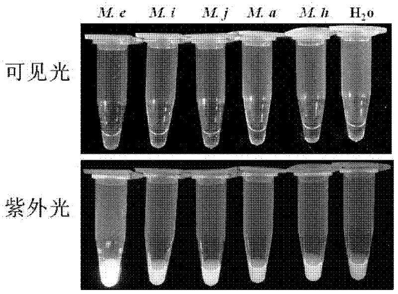 A kit for the detection of root-knot nematode Elephant ear based on loop-mediated isothermal amplification and its application