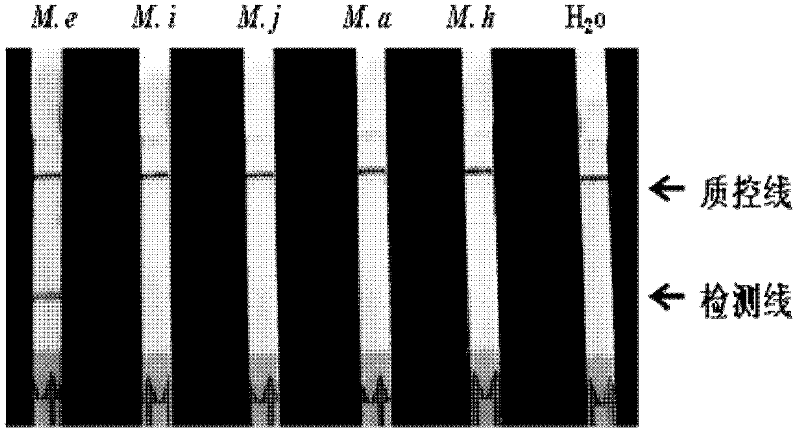 A kit for the detection of root-knot nematode Elephant ear based on loop-mediated isothermal amplification and its application