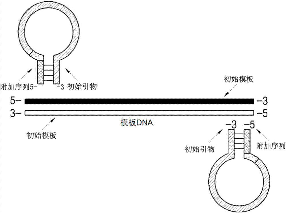 Dumbbell-structure oligonucleotide, nucleic acid amplification primer comprising same, and nucleic acid amplification method using same