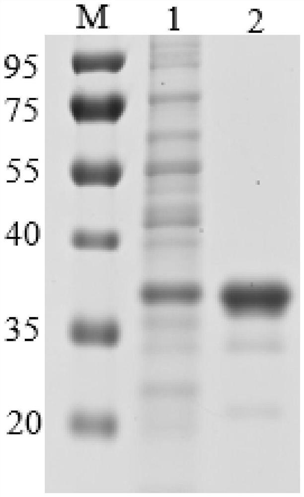 African swine fever virus truncated protein and application thereof in preparation of ELISA detection kit