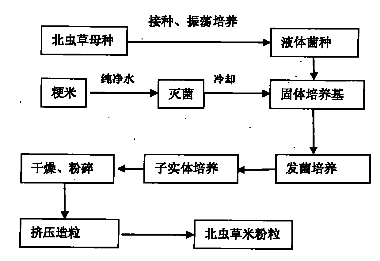 Cordyceps militaris rice flour grain making method