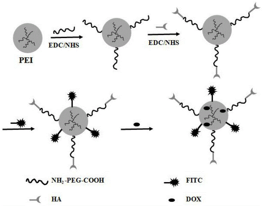 Preparation method of hyaluronic acid-targeted multifunctional branched polyethyleneimine drug carrier