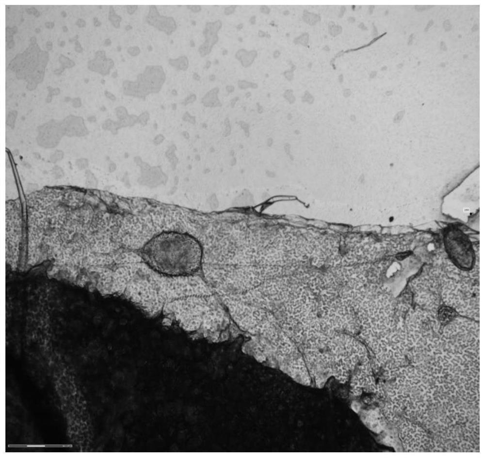 Method for collecting living glandular hairs of plant leaves