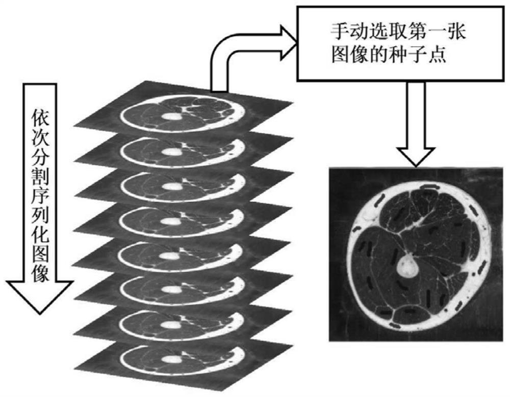 A method for automatic segmentation of serialized visual human body slice images