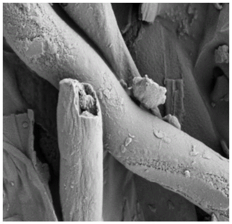 Method for extracting ganoderan from lucid ganoderma sporocarp