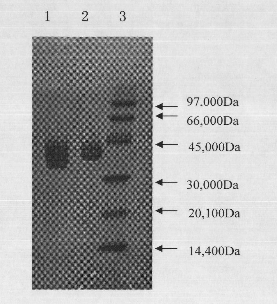 Recombinant human kallidinogenase