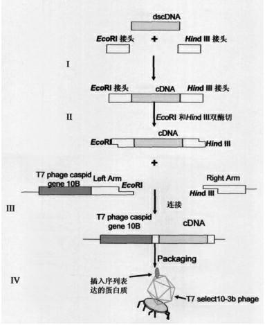 Diagnostic reagent for serum of early breast cancer and detection method thereof