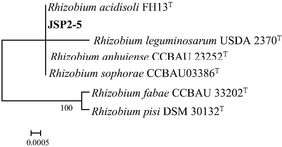 Rhizobium anhuiense JSP2-5 and application thereof to improvement of tobacco-grown soil with crop rotation