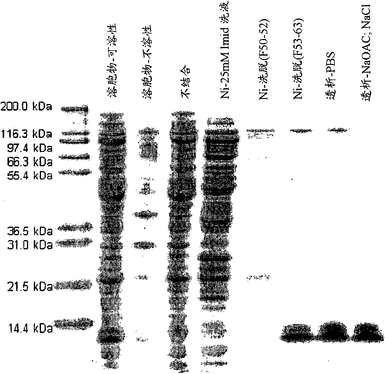 Targeted therapeutics based on engineered proteins for tyrosine kinases receptors, including igf-ir