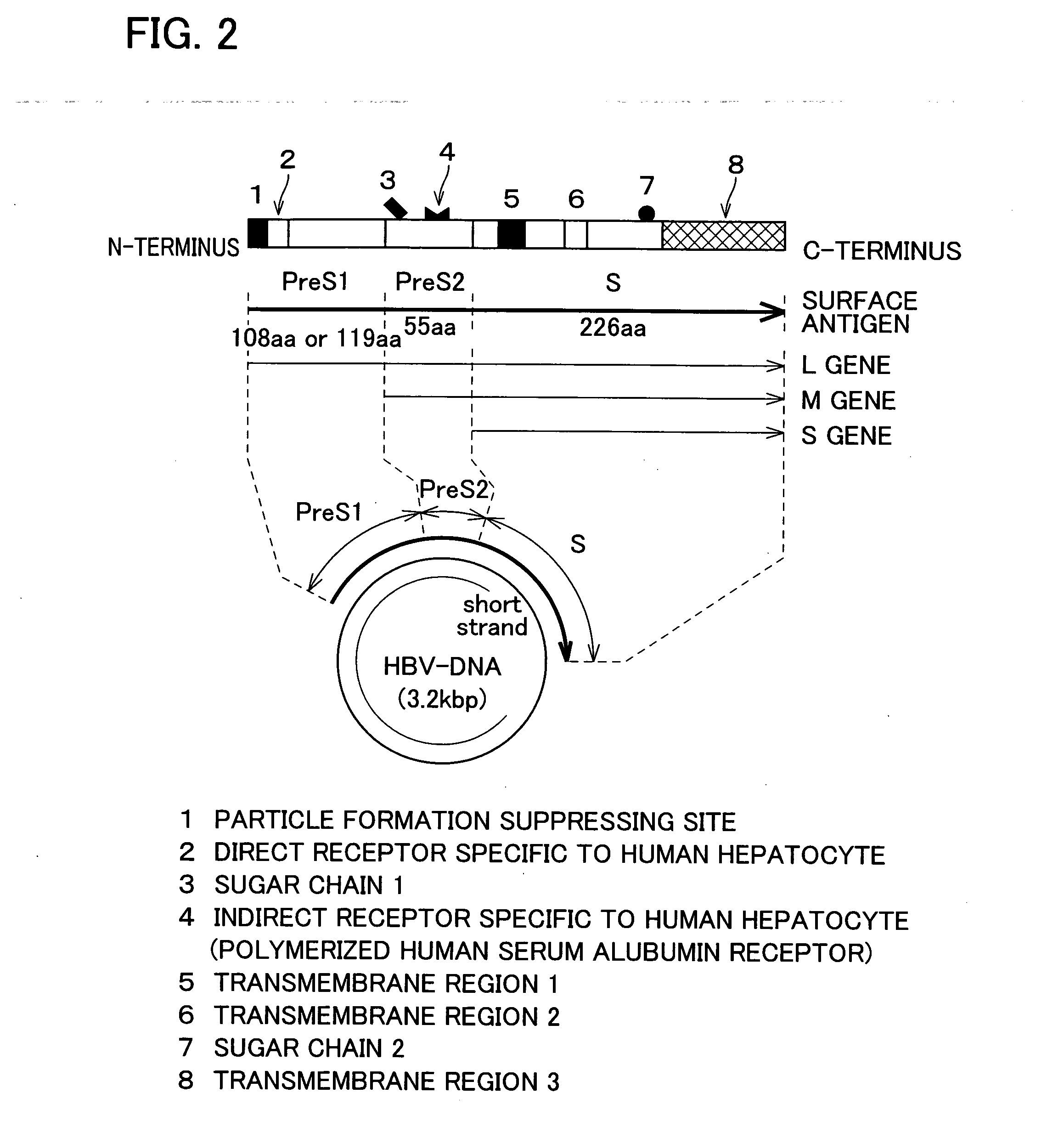 Drugs comprising protein forming hollow nanoparticles and therapeutic substance to be transferred into cells fused therewith