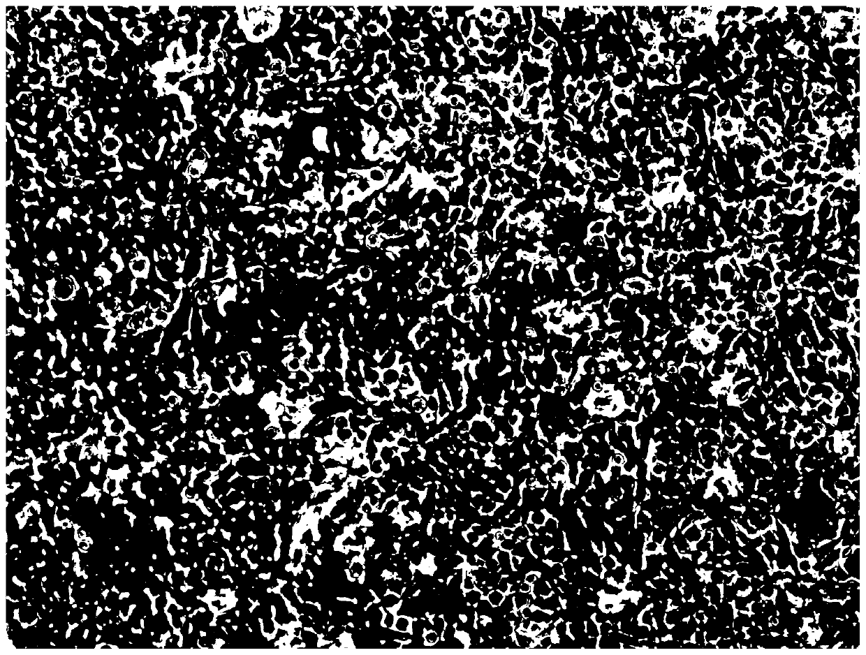 Method for in-situ observation of cell connection between monolayer cells by using transmission electron microscope