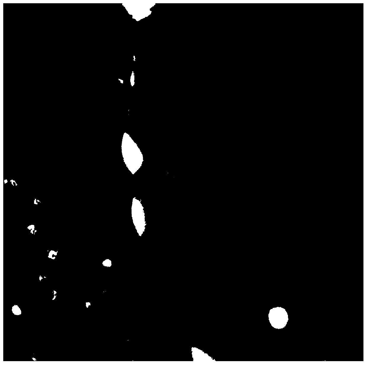 Method for in-situ observation of cell connection between monolayer cells by using transmission electron microscope