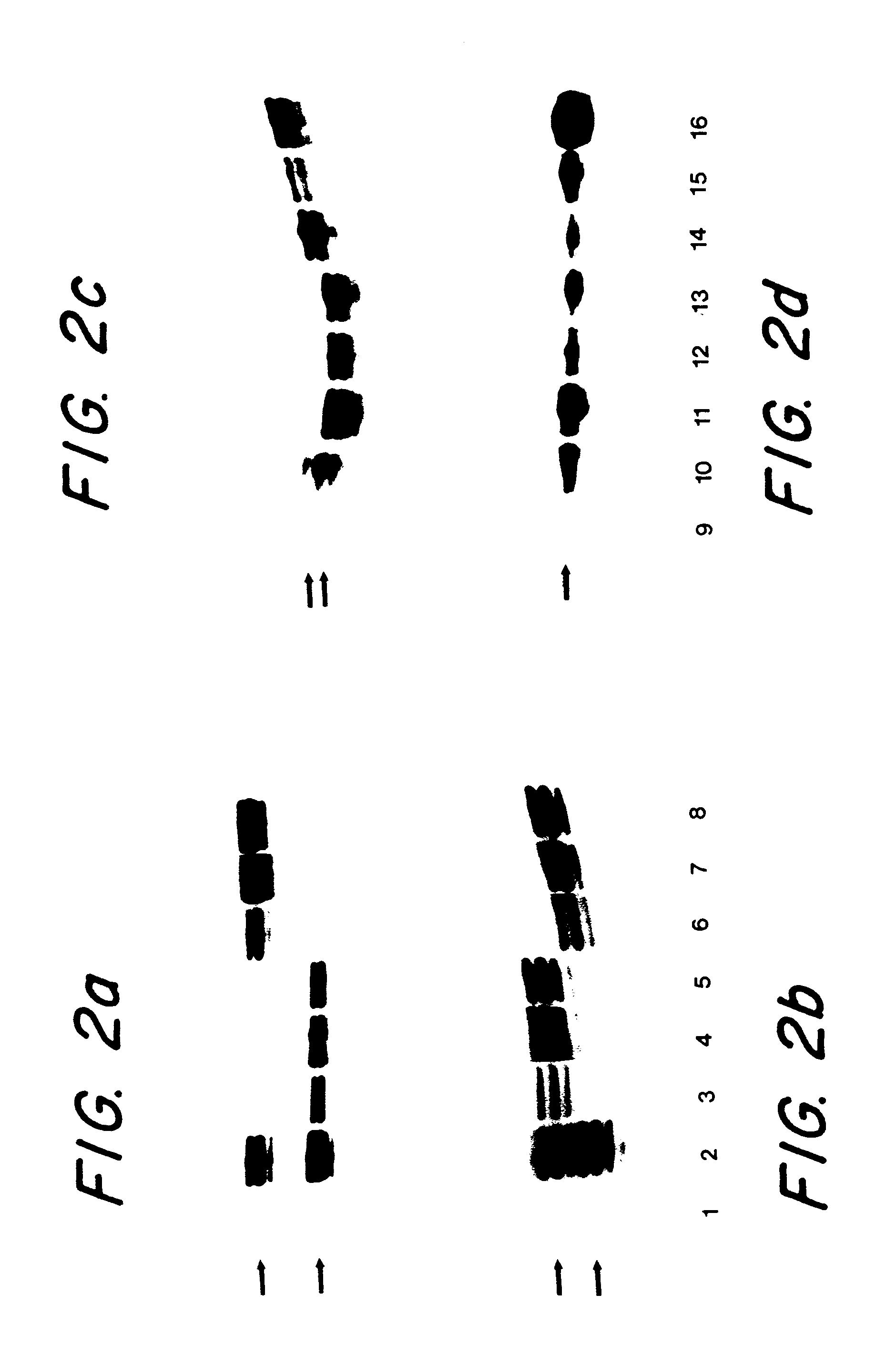 Mono-allelic mutation analysis for identifying germline mutations