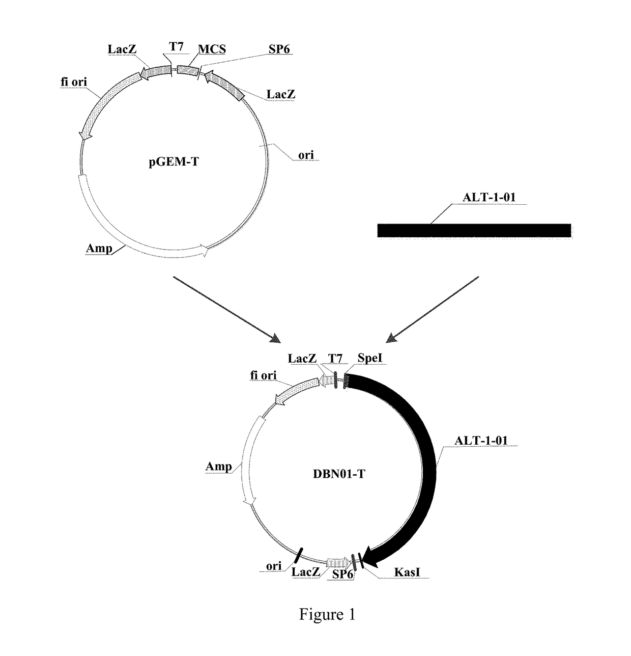 Use of herbicide-tolerant protein