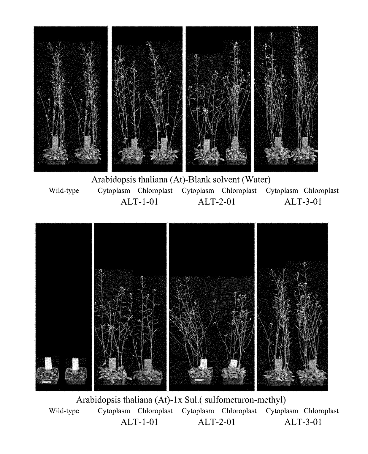 Use of herbicide-tolerant protein