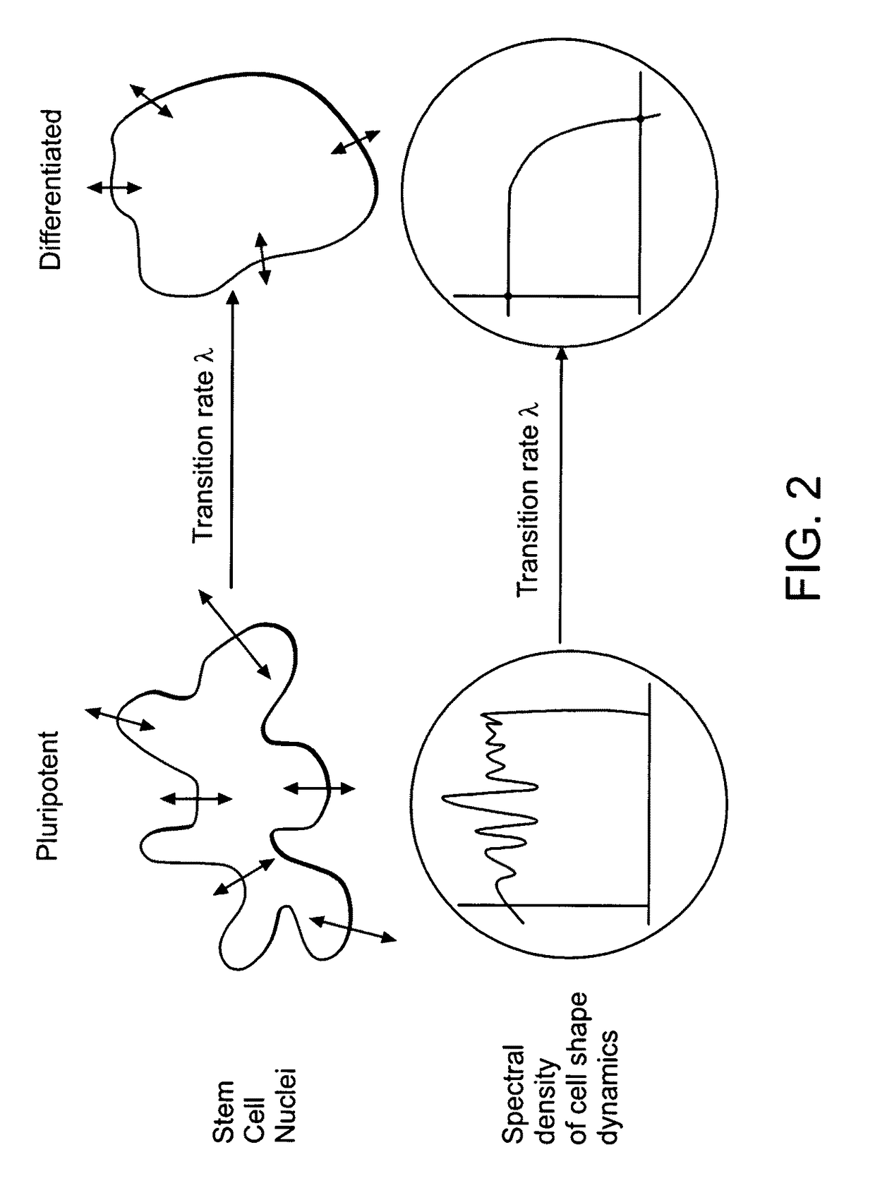 Image-based methods for measuring global nuclear patterns as epigenetic markers of cell differentiation