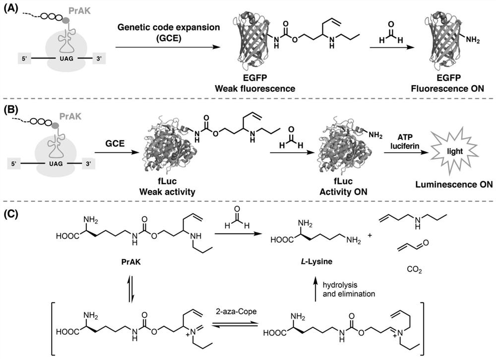 Genetically encoded formaldehyde reactive unnatural amino acid, preparation method and application thereof