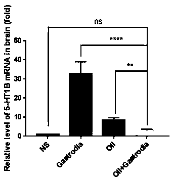 Gastrodia elata composition and application thereof